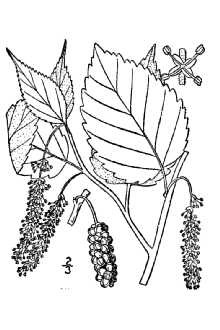 <i>Morus rubra</i> L. var. murrayana (Saar & Galla) Saar