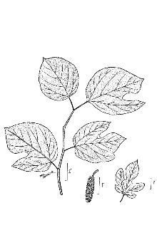 <i>Morus rubra</i> L. var. murrayana (Saar & Galla) Saar