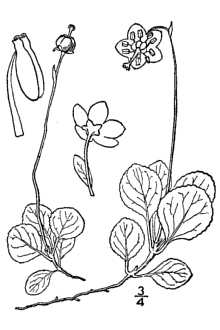 <i>Moneses uniflora</i> (L.) A. Gray var. reticulata (Nutt.) S.F. Blake