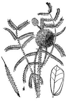 <i>Mimosa quadrivalvis</i> L. var. angustata (Torr. & A. Gray) Barneby