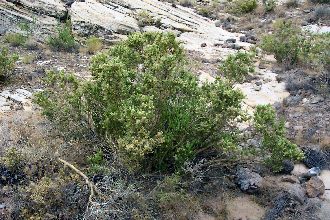 <i>Mortonia scabrella</i> A. Gray var. utahensis Coville ex A. Gray