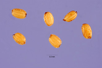<i>Pontederia vaginalis</i> Burm. f.