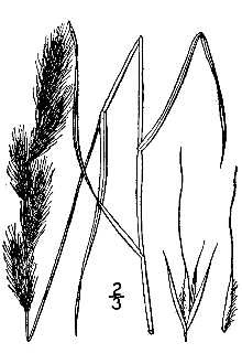 <i>Agrostis mexicana</i> L.