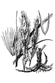 <i>Muhlenbergia comata</i> (Thurb.) Thurb. ex Benth.