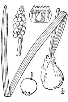 Common Grape Hyacinth