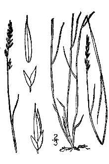 <i>Muhlenbergia brevifolia</i> (Nutt.) M.E. Jones