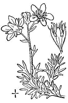 <i>Saxifraga cespitosa</i> L. ssp. eucaespitosa Engl. & Irmsch., orth. var.