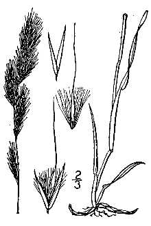 <i>Muhlenbergia comata</i> (Thurb.) Thurb. ex Benth.