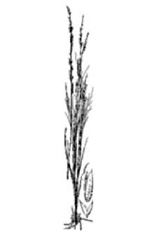 <i>Muhlenbergia brevifolia</i> (Nutt.) M.E. Jones