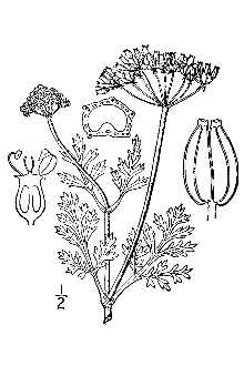 <i>Musineum divaricatum</i> (Pursh) Nutt. ex Torr. & A. Gray, orth. var.
