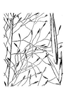 <i>Muhlenbergia capillaris</i> (Lam.) Trin. var. trichopodes (Elliott) Vasey