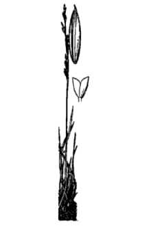 <i>Muhlenbergia filiformis</i> (Thurb. ex S. Watson) Rydb. var. fortis E.H. Kelso
