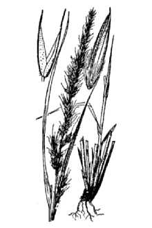 <i>Muhlenbergia lemmonii</i> Scribn.