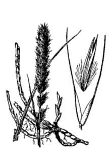 <i>Muhlenbergia racemosa</i> (Michx.) Britton, Sterns & Poggenb. var. cinnoides (Link) B. Boi