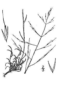 <i>Muhlenbergia gracillima</i> Torr.