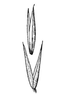 <i>Muhlenbergia mundula</i> I.M. Johnst.