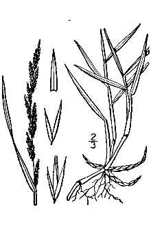 <i>Agrostis mexicana</i> L.