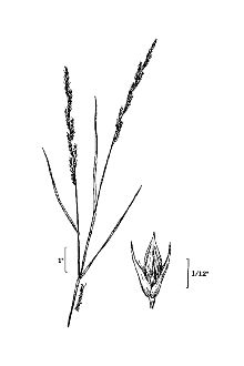 <i>Muhlenbergia foliosa</i> (Roem. & Schult.) Trin. ssp. ambigua (Torr.) Scribn.