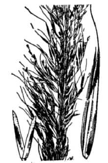 <i>Muhlenbergia metcalfei</i> M.E. Jones