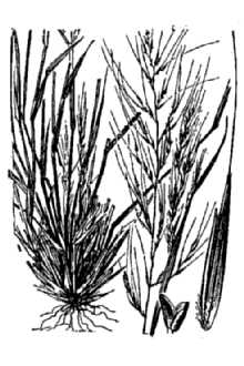 <i>Muhlenbergia debilis</i> (Kunth) Kunth