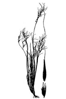 <i>Muhlenbergia pulcherrima</i> Scribn. ex Beal