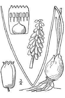 <i>Muscari racemosum</i> (L.) Lam. & DC.