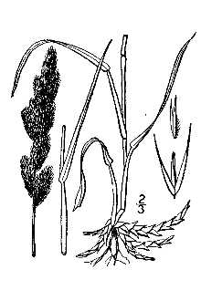 <i>Agrostis racemosa</i> Michx.