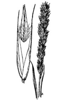 <i>Agrostis racemosa</i> Michx.
