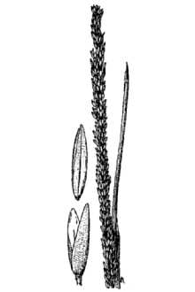 <i>Muhlenbergia marshii</i> I.M. Johnst.
