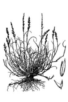 <i>Muhlenbergia squarrosa</i> (Trin.) Rydb.
