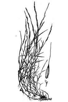 <i>Muhlenbergia schreberi</i> J.F. Gmel. var. palustris (Scribn.) Scribn.