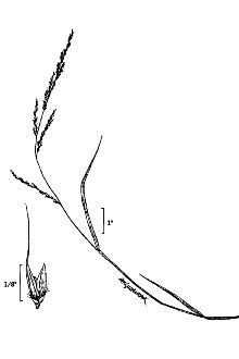 <i>Muhlenbergia schreberi</i> J.F. Gmel. var. palustris (Scribn.) Scribn.