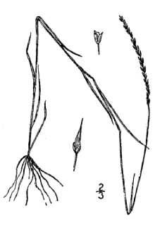 <i>Muhlenbergia filiformis</i> (Thurb. ex S. Watson) Rydb. var. fortis E.H. Kelso