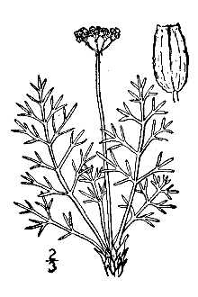 <i>Musineum tenuifolium</i> Nutt. ex Torr. & A. Gray, orth. var.