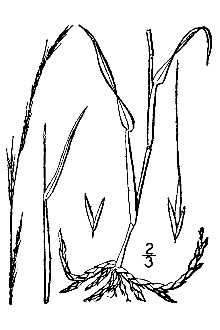 <i>Muhlenbergia tenuiflora</i> (Willd.) Britton, Sterns & Poggenb. var. variabilis (Scribn.) Po