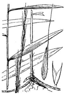 <i>Muhlenbergia tenuiflora</i> (Willd.) Britton, Sterns & Poggenb. ssp. variabilis Scribn.
