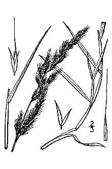 <i>Muhlenbergia sylvatica</i> (Torr.) Torr. ex A. Gray var. robusta Fernald