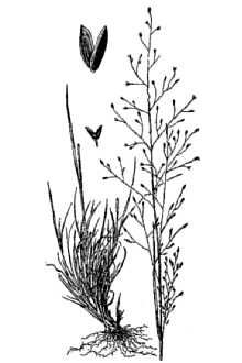 <i>Muhlenbergia uniflora</i> (Muhl.) Fernald var. terrae-novae Fernald