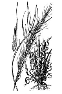 <i>Muhlenbergia virescens</i> auct. non (Kunth) Kunth