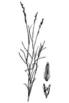 <i>Muhlenbergia villosa</i> Swallen