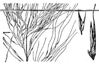 <i>Muhlenbergia xerophila</i> C.O. Goodding