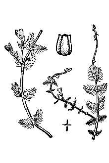 <i>Myriophyllum alterniflorum</i> DC. var. americanum Pugsley