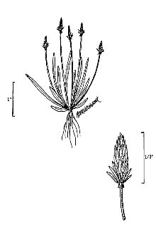 <i>Myosurus minimus</i> L. var. aristatus auct. non (Benth.) B. Boivin