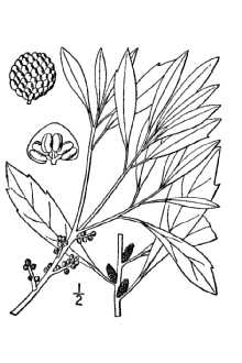<i>Morella cerifera</i> (L.) Small var. pumila (Michx.) Kartesz, ined.