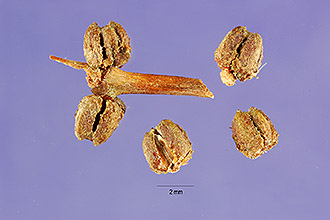 <i>Myriophyllum spicatum</i> L. var. squamosum (Laest. ex Hartm.) Hartm.