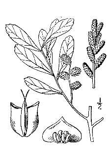 <i>Gale palustris</i> A. Chev.