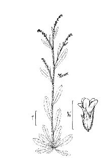 <i>Myosotis virginica</i> (L.) Britton, Sterns & Poggenb. var. macrosperma (Engelm.) Ferna