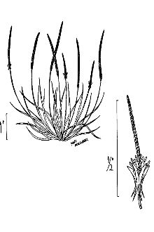 <i>Myosurus lepturus</i> (A. Gray) Howell