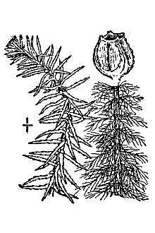 <i>Myriophyllum verticillatum</i> L. var. cheneyi Fassett
