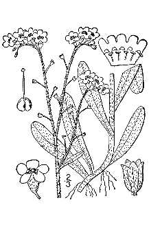 <i>Myosotis palustris</i> (L.) Hill